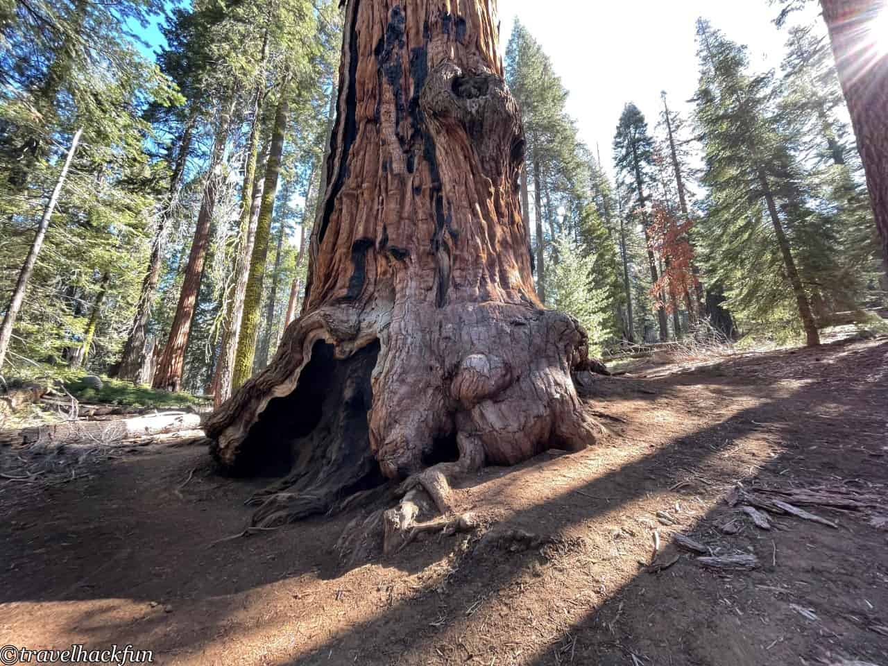 Sequoia National Park,紅杉國家公園 52