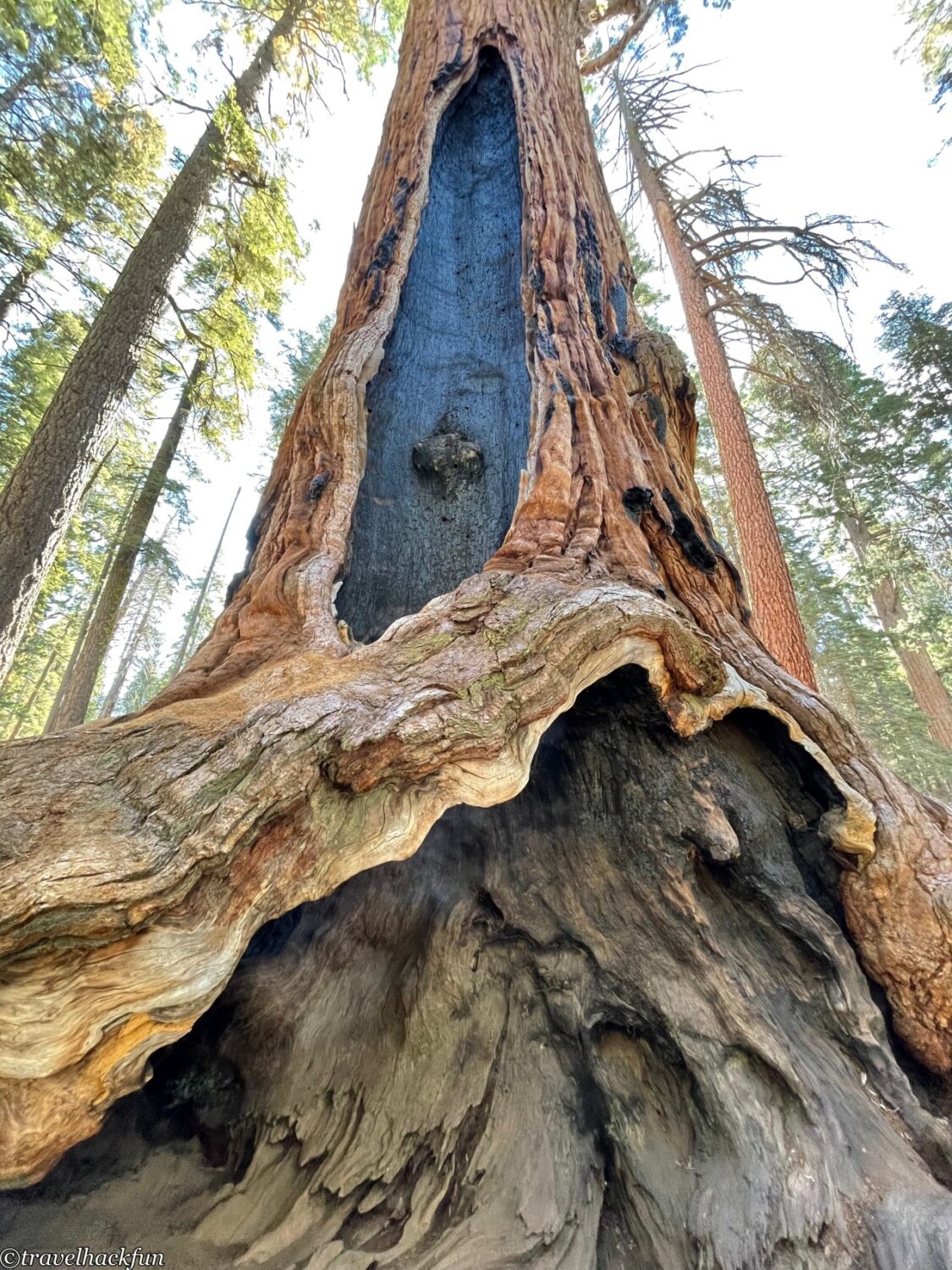 Sequoia National Park,紅杉國家公園 39