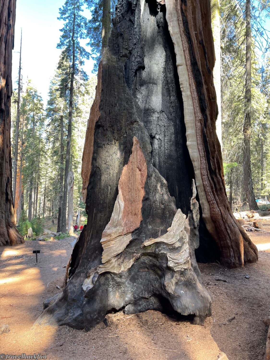 Sequoia National Park,紅杉國家公園 42