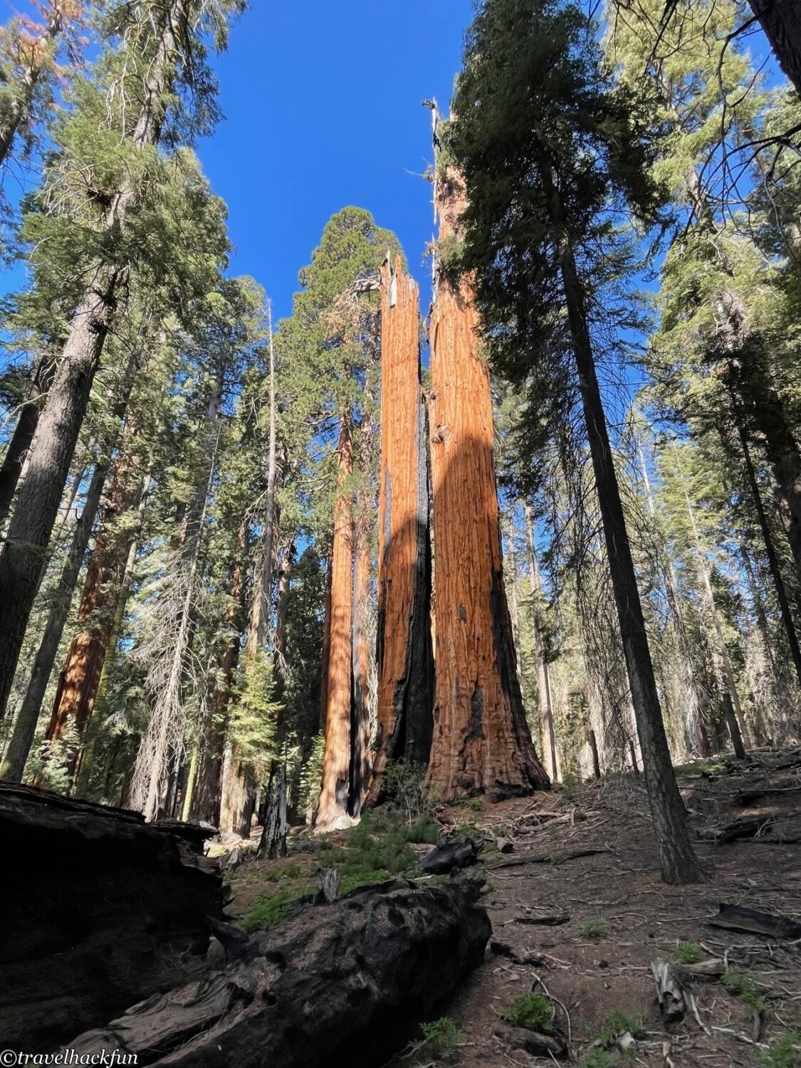 Sequoia National Park,紅杉國家公園 43