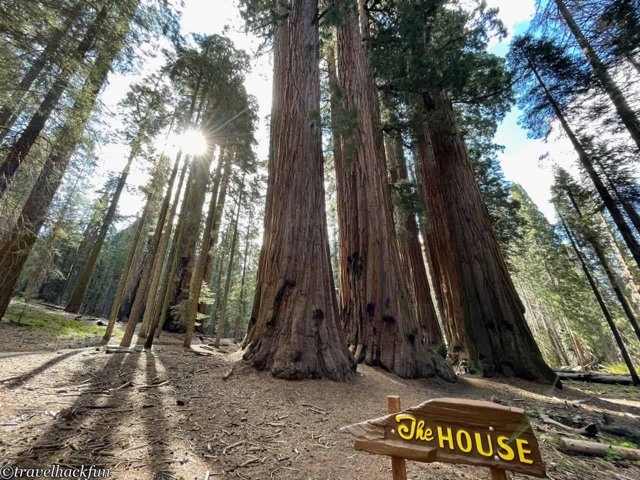 Sequoia National Park,紅杉國家公園 53