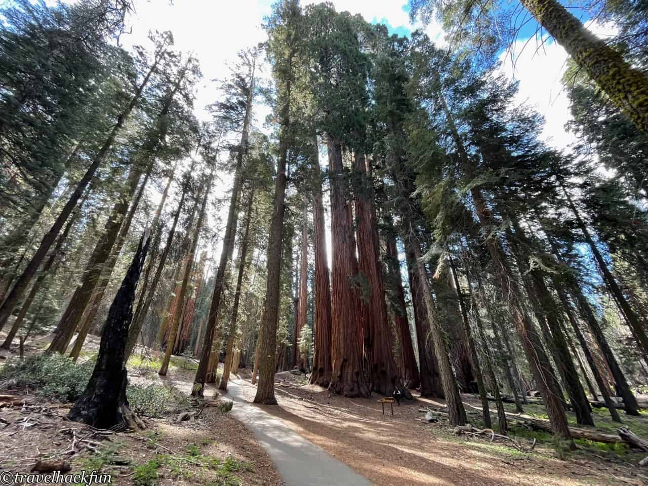 Sequoia National Park,紅杉國家公園 54
