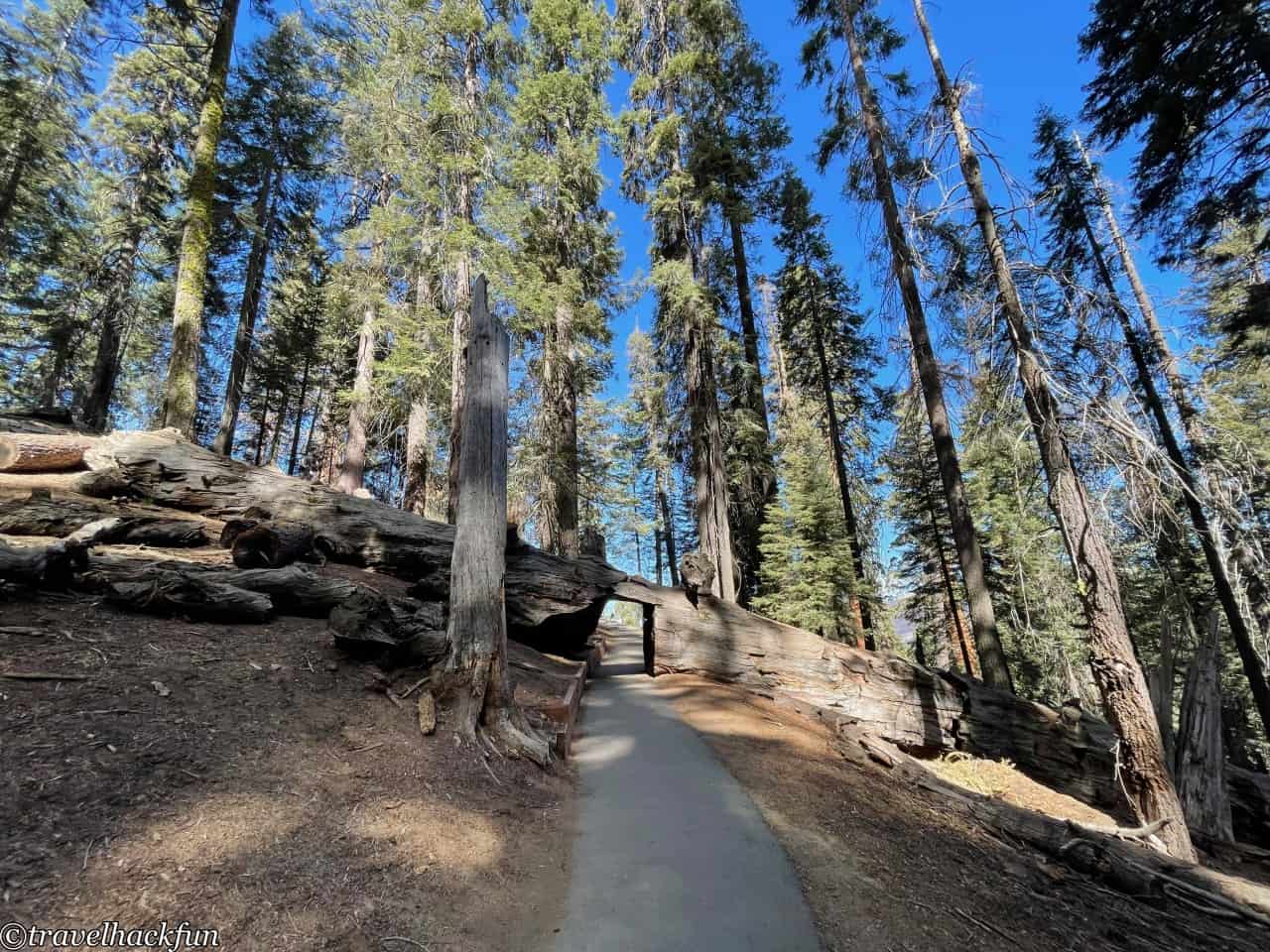 Sequoia National Park,紅杉國家公園 57