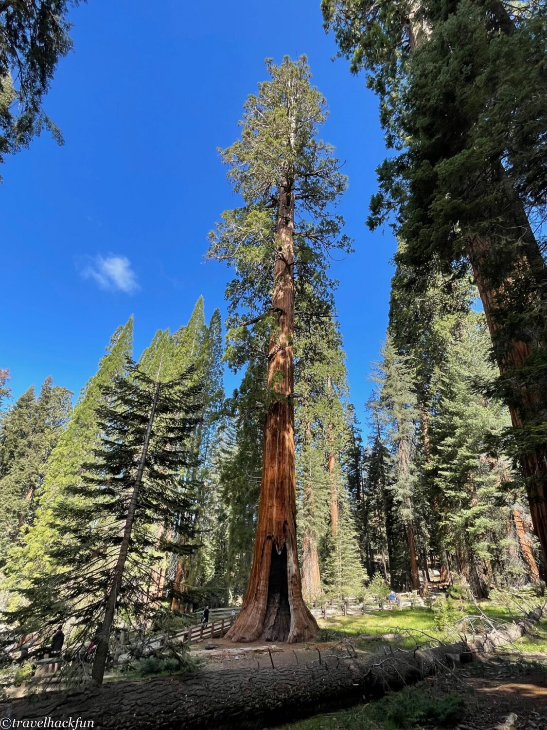 Sequoia National Park,紅杉國家公園 47