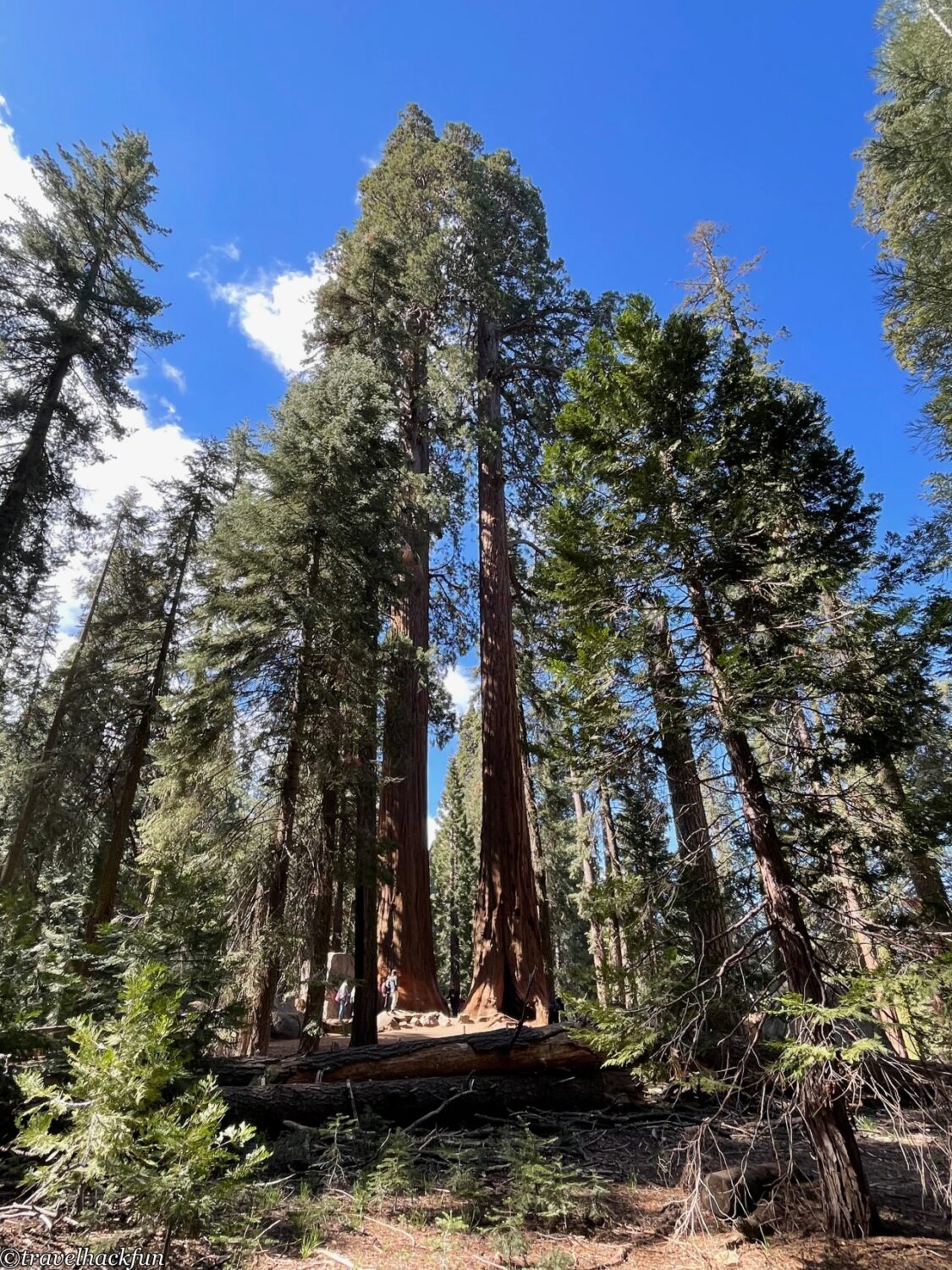 Sequoia National Park,紅杉國家公園 48