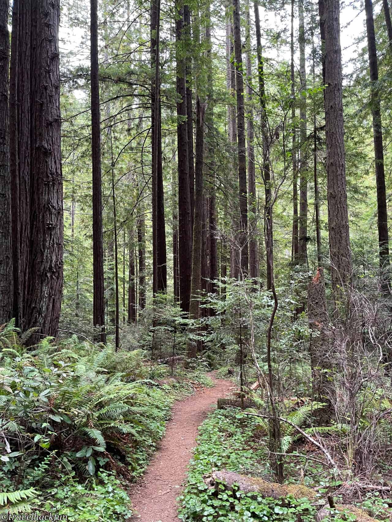 【北加露營景點】Mendocino 海岸 | Van Damme State Park - 時空旅人札記