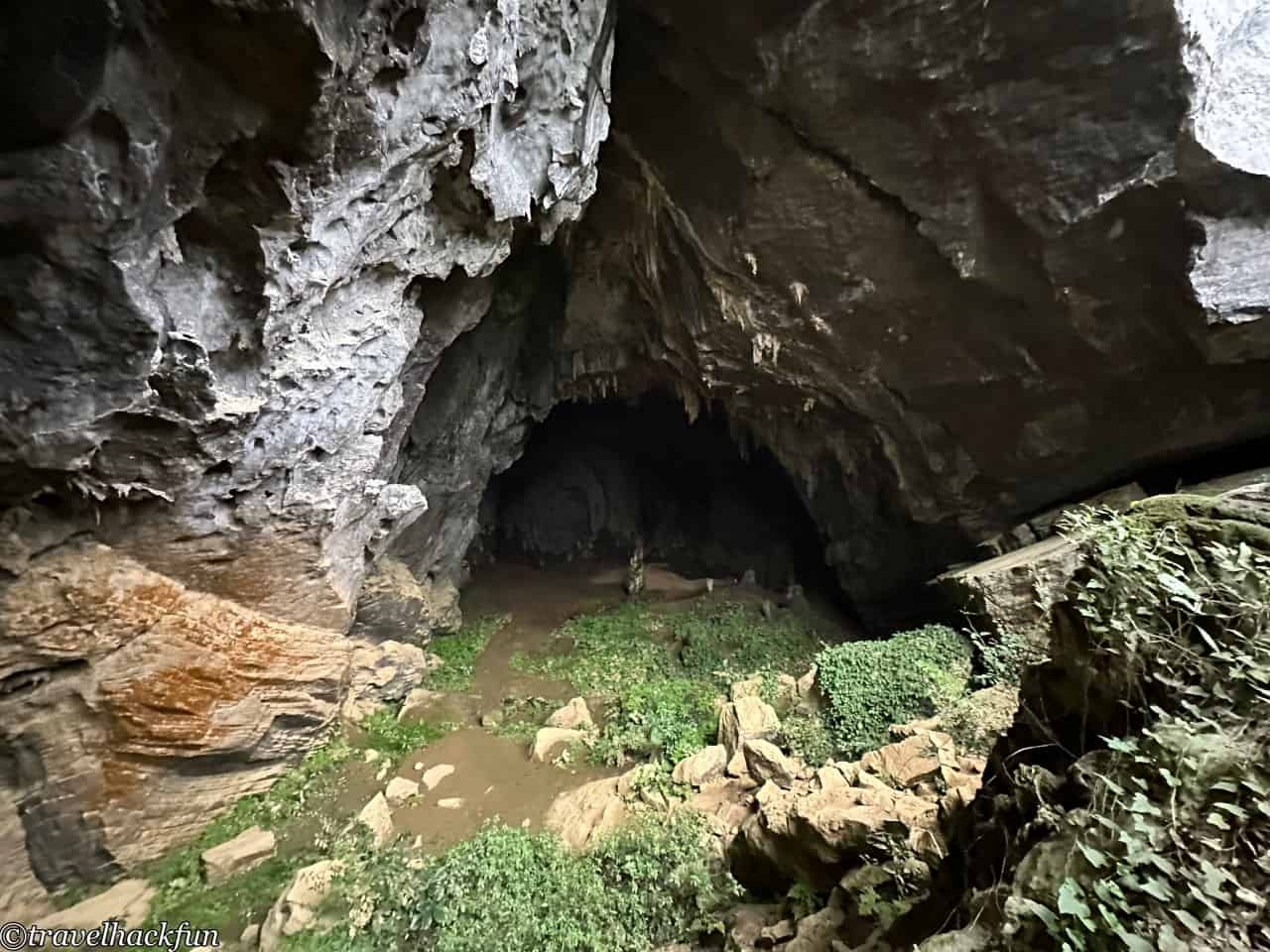 oxalis,峰牙洞窟探險 59