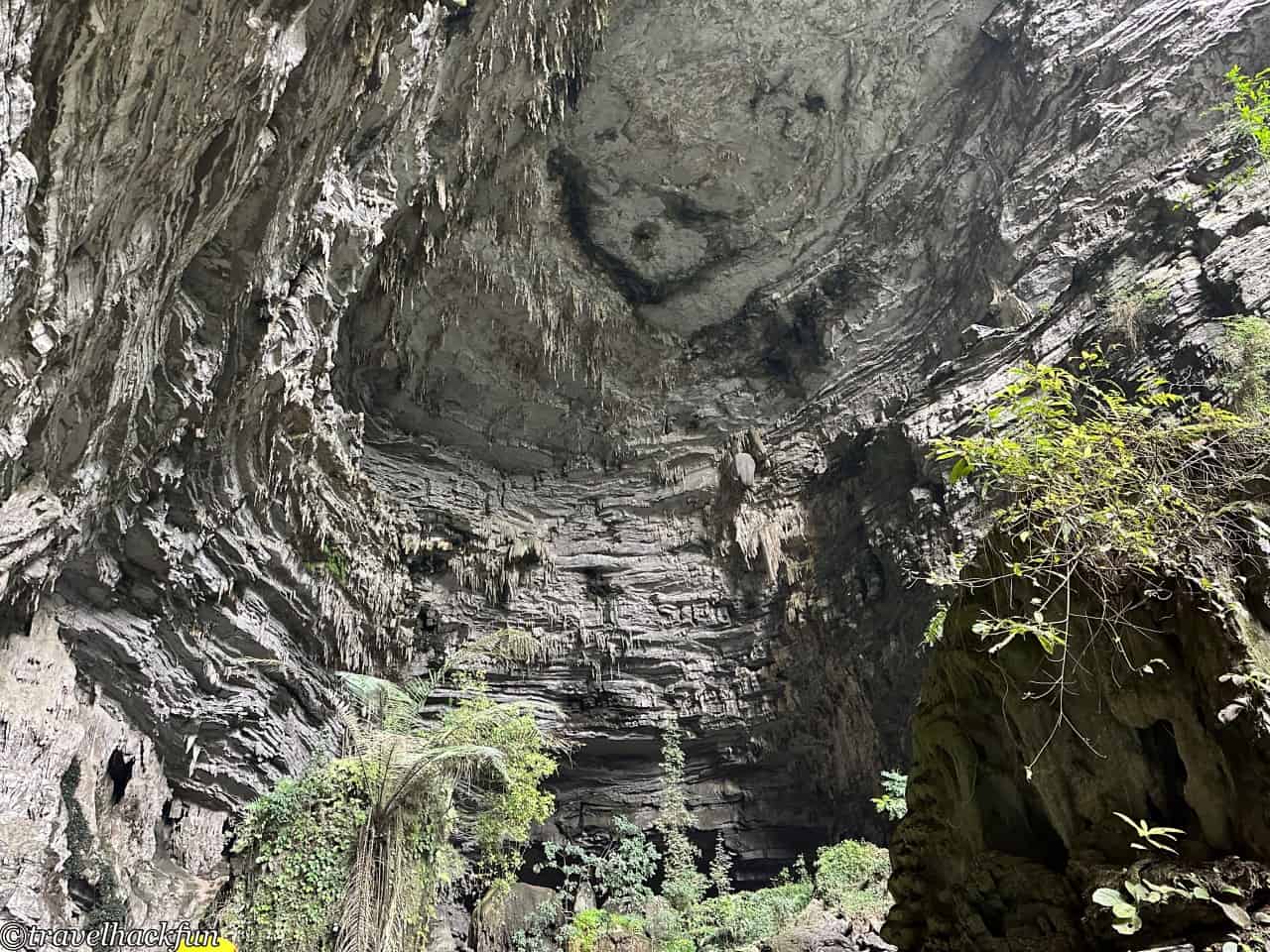 oxalis,峰牙洞窟探險 74