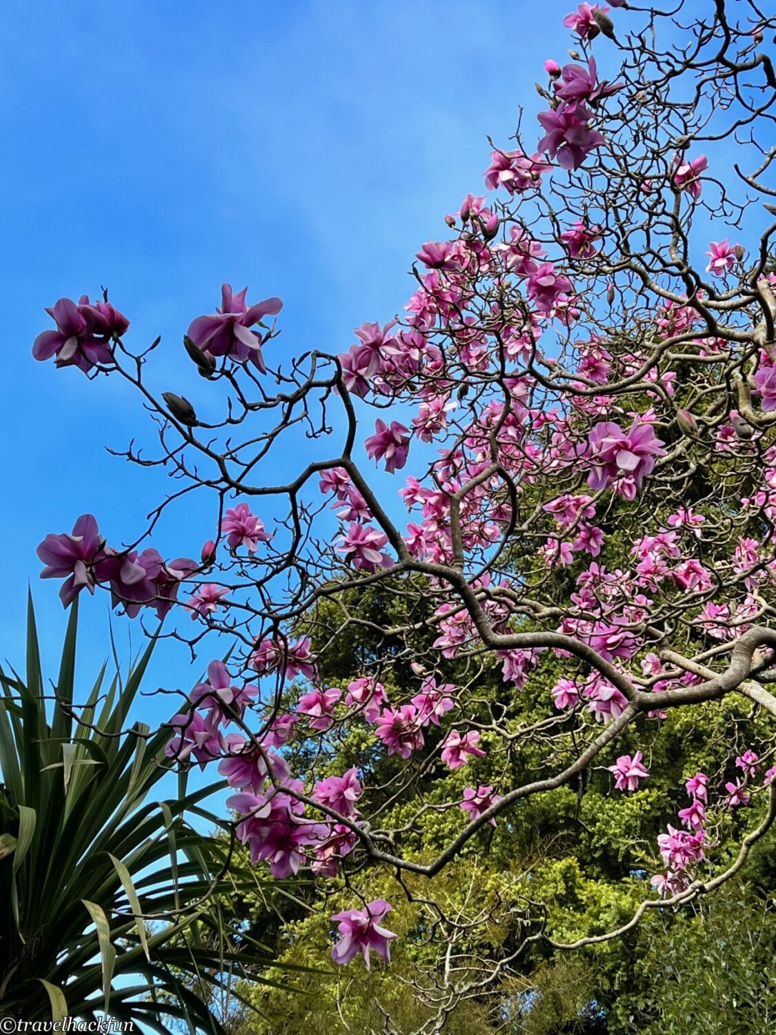 San Francisco botanical garden,舊金山植物園 20