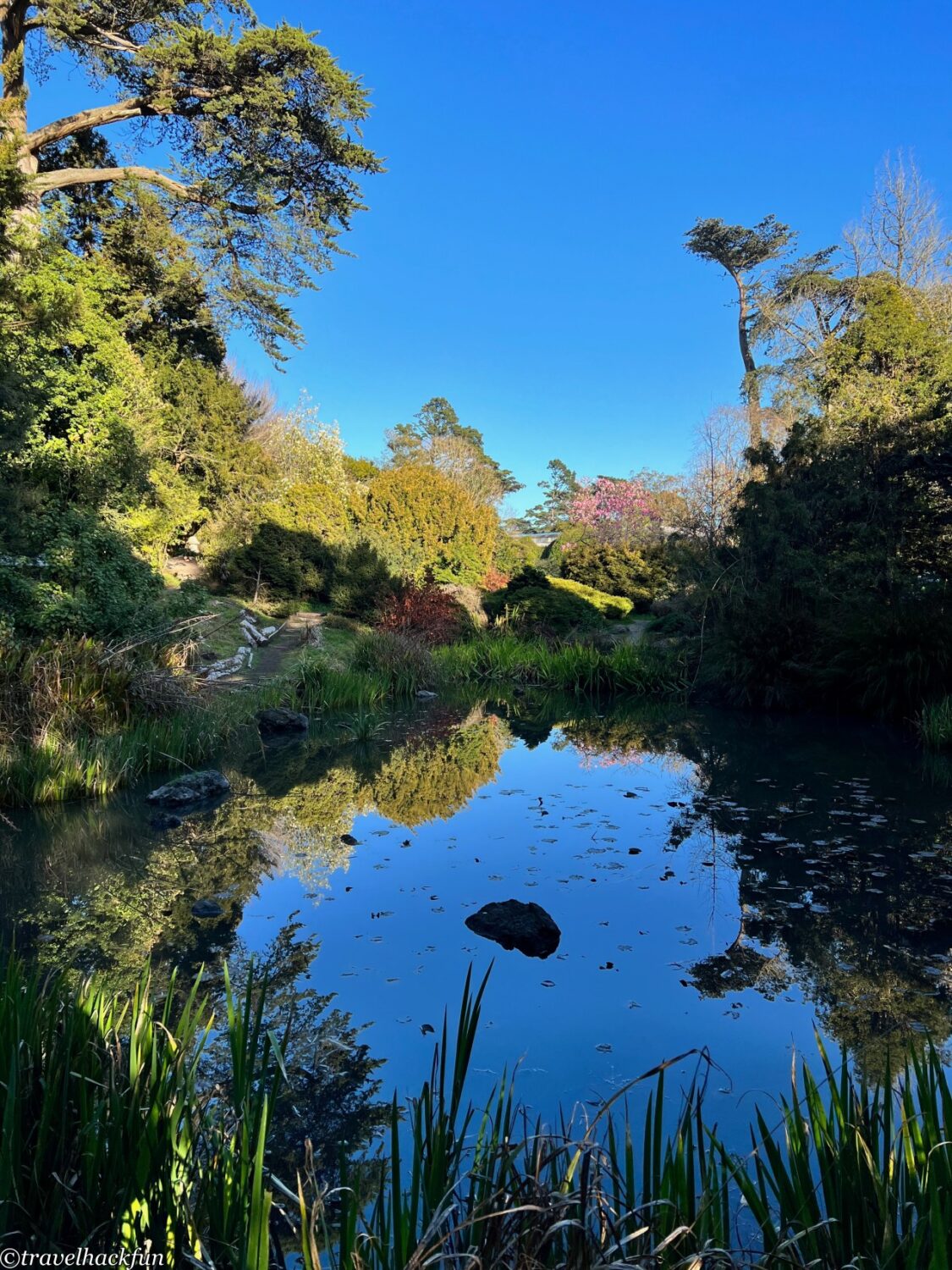 San Francisco botanical garden,舊金山植物園 24