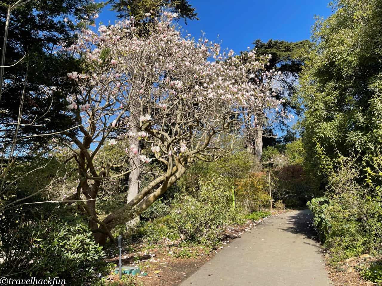San Francisco botanical garden,舊金山植物園 5