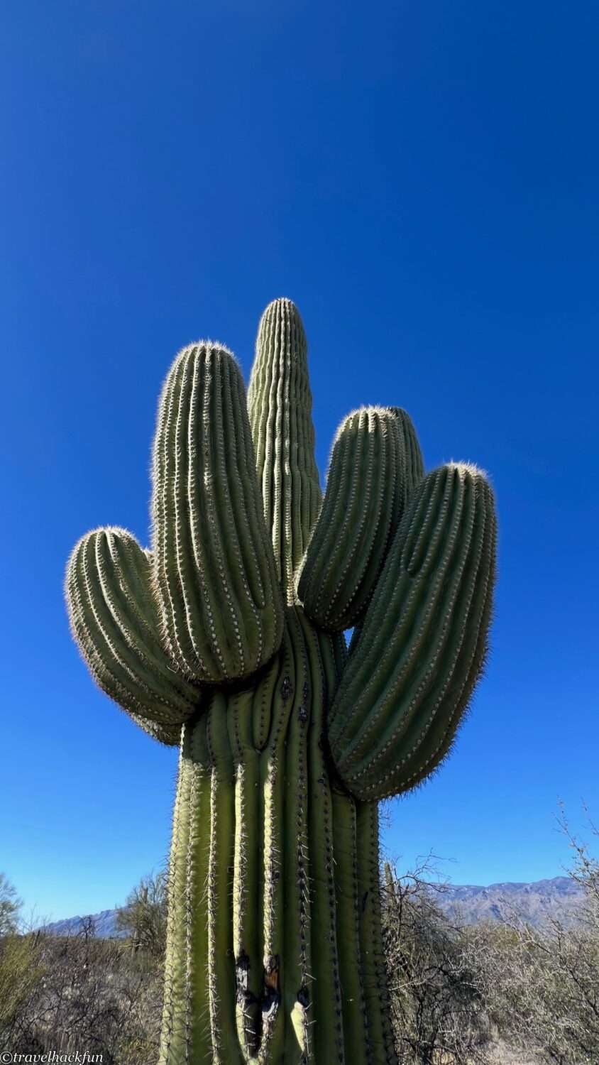saguaro national park,巨人柱國家公園 25