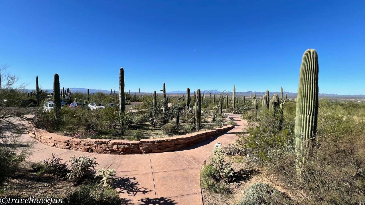 saguaro national park,巨人柱國家公園 71
