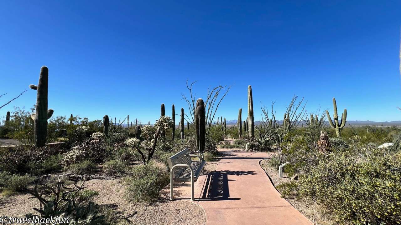 saguaro national park,巨人柱國家公園 72