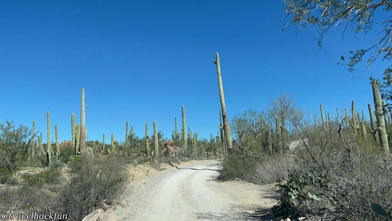 saguaro national park,巨人柱國家公園 85