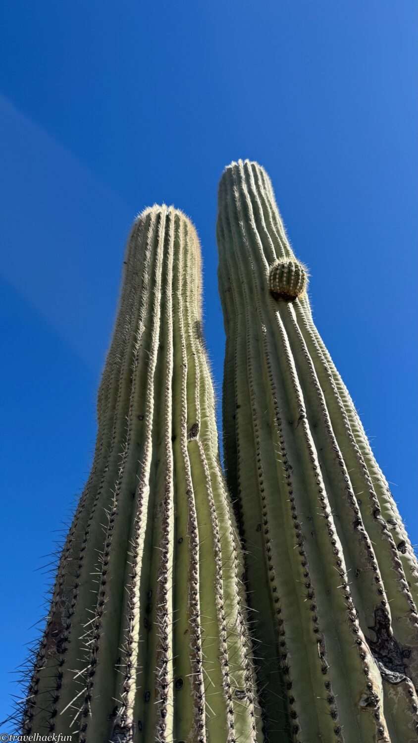 saguaro national park,巨人柱國家公園 96