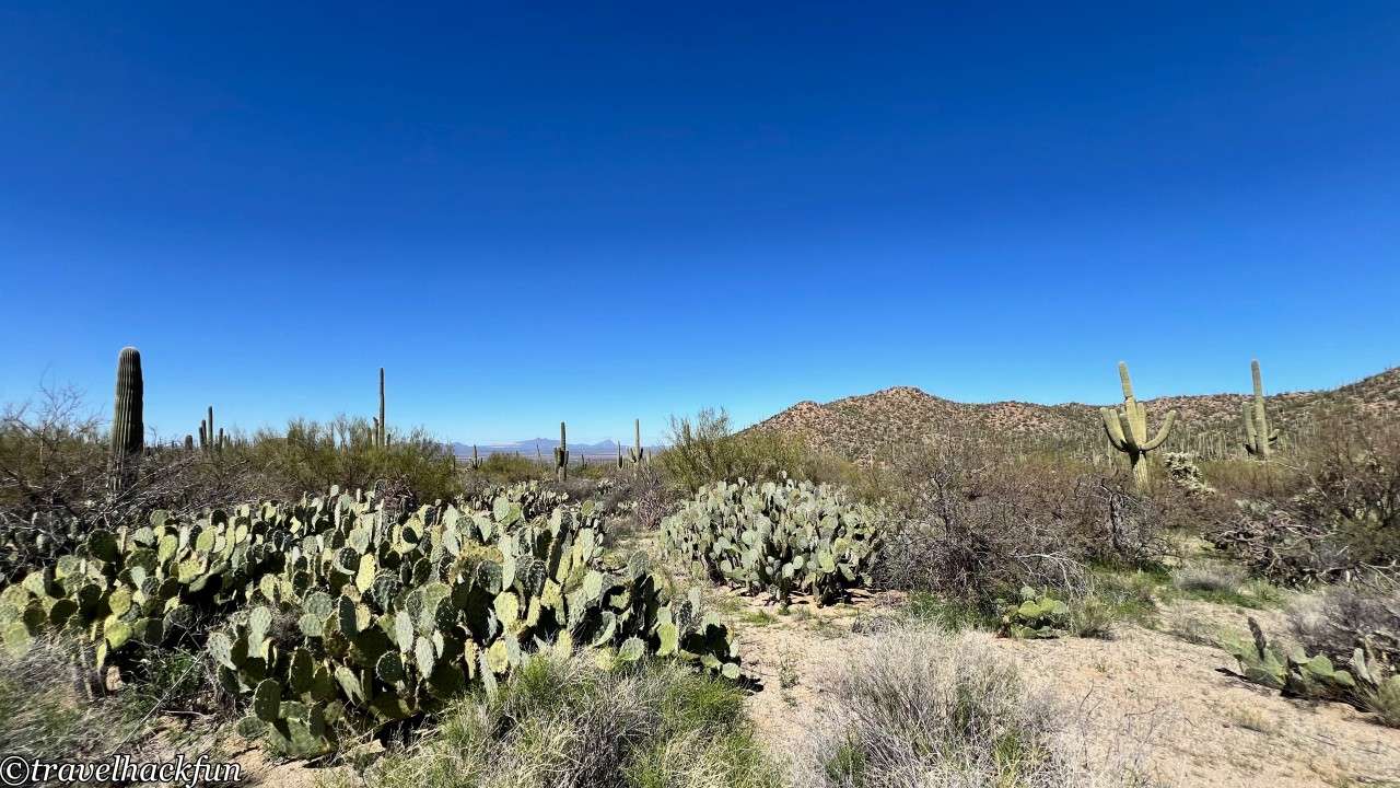 saguaro national park,巨人柱國家公園 105