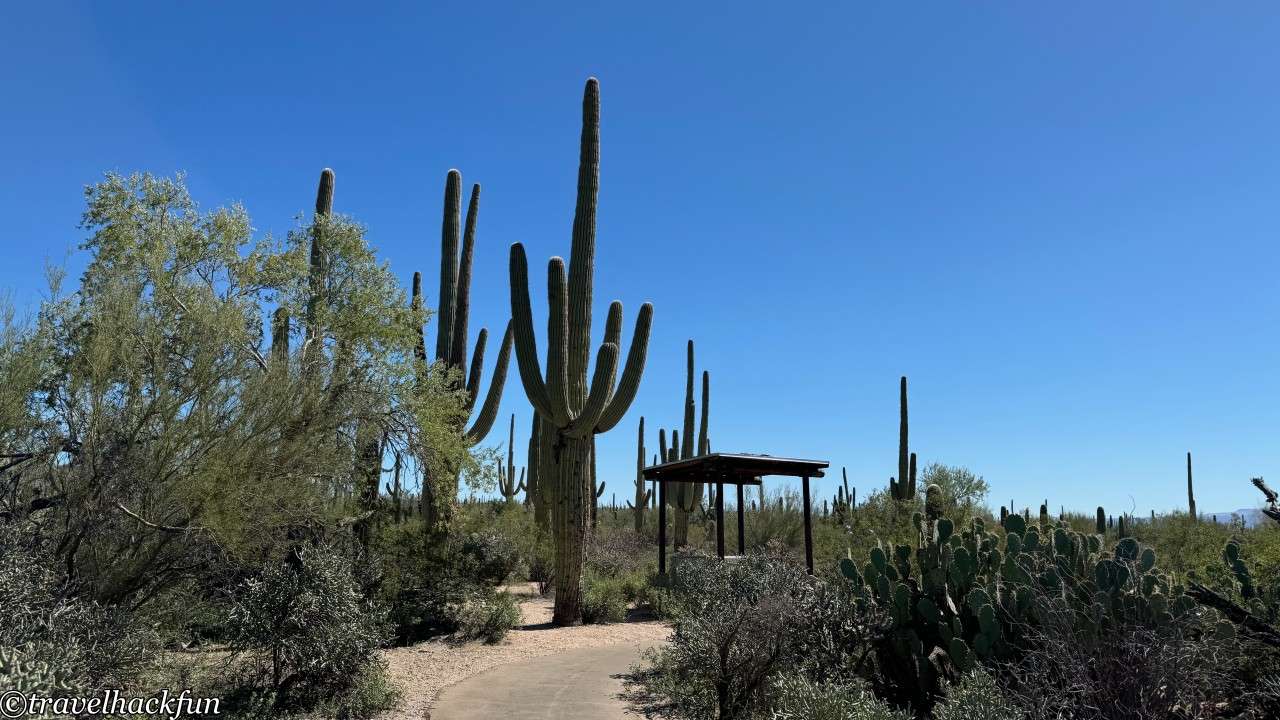 saguaro national park,巨人柱國家公園 122