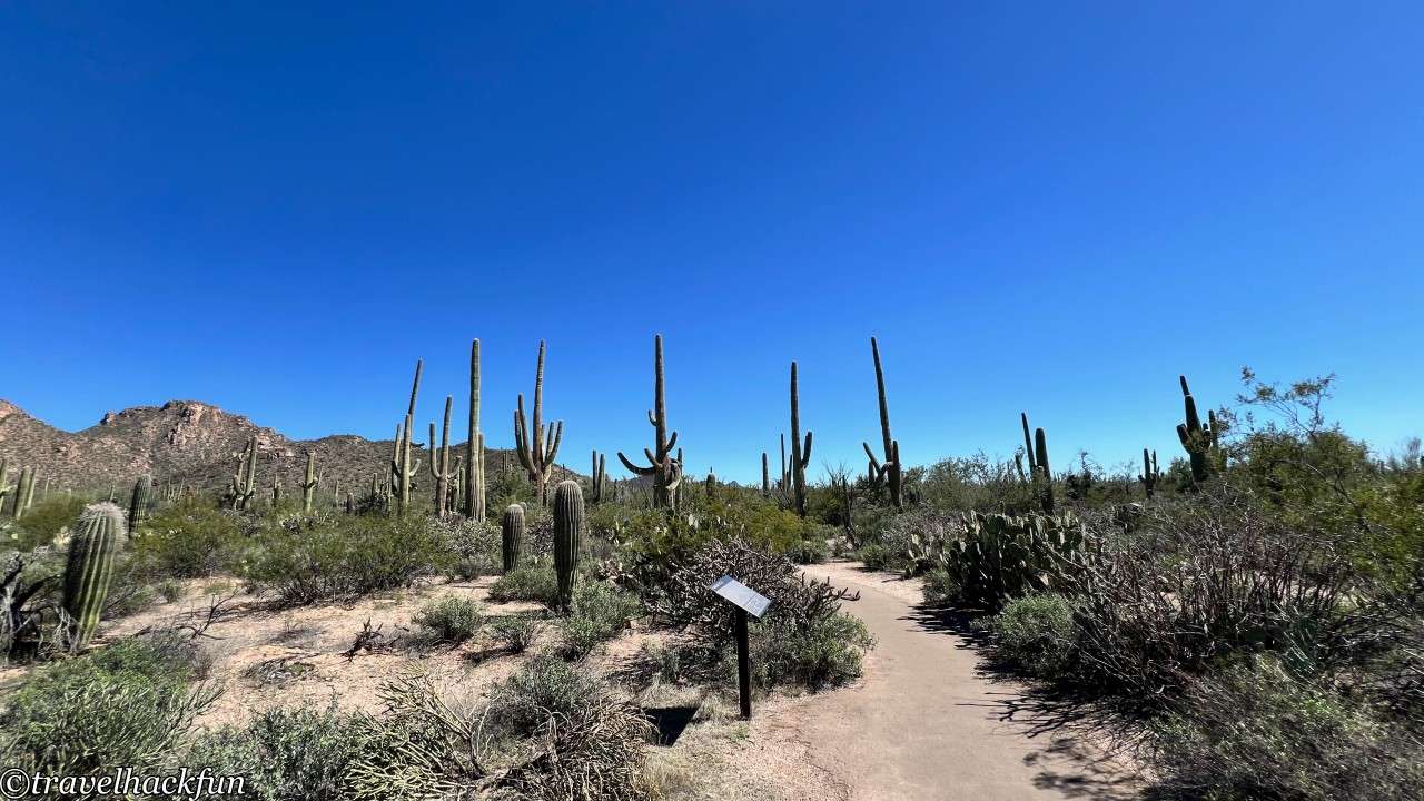saguaro national park,巨人柱國家公園 123