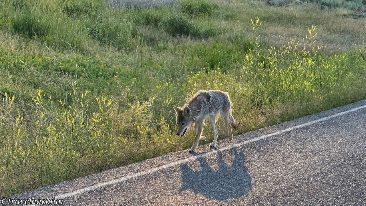 【美國國家公園】黃石國家公園 Yellowstone National Park 4日遊全攻略 4 yellowstone national park,黃石國家公園 3