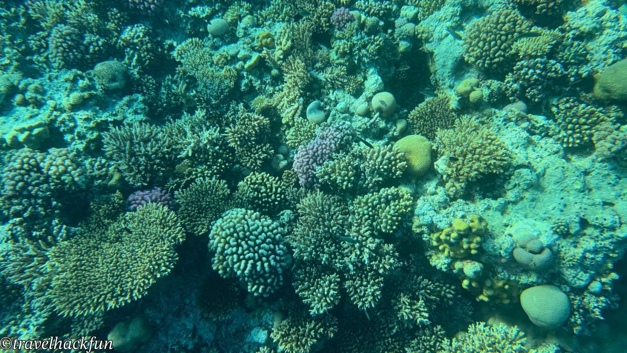 【埃及旅遊】紅海度假勝地 Hurghada 赫爾格達潛水浮潛自由行攻略 29 Hurghada,紅海,赫爾格達 28