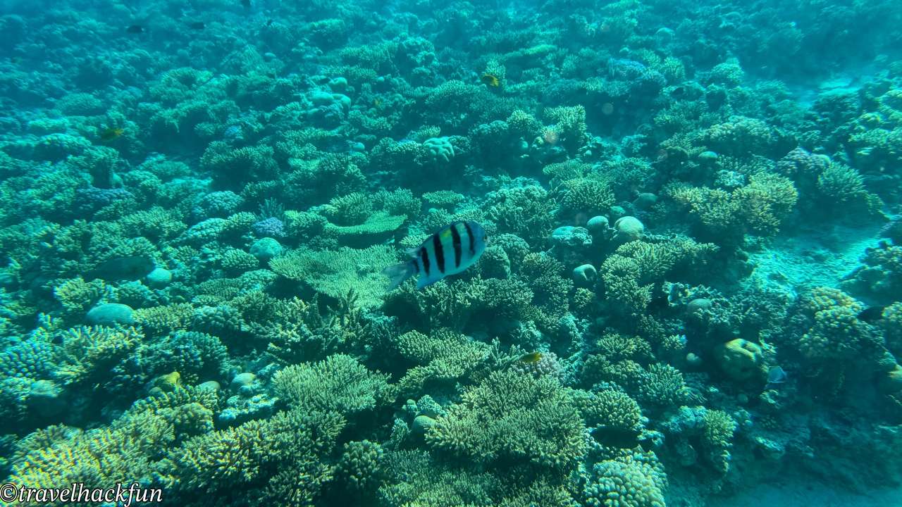 【埃及旅遊】紅海度假勝地 Hurghada 赫爾格達潛水浮潛自由行攻略 31 Hurghada,紅海,赫爾格達 30