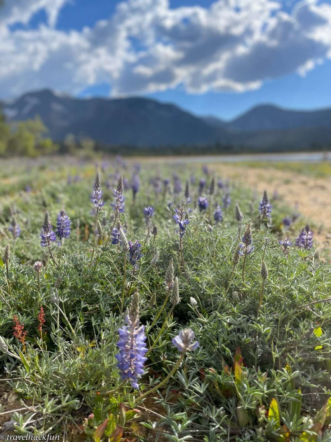 【South Lake Tahoe Scenic Spot】Tallac Historic Site | Lake Tahoe South Shore Centennial Manor Pope・Baldwin・Valhalla Full Analysis 35 tallac historic site 34