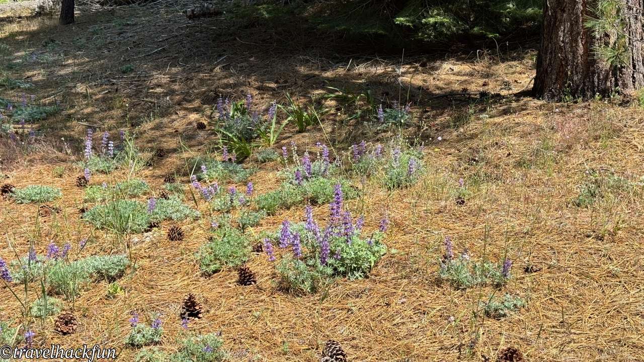 Sierra Nevada秘境】Pipi Campground | Sacramento Departure 2hrs 9mins Pipi campground 8