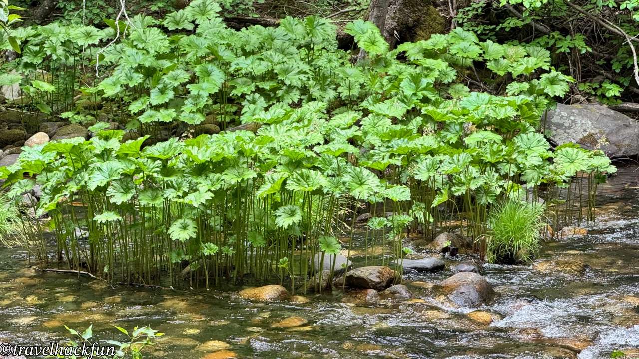 Sierra Nevada秘境】Pipi Campground | Sacramento Departure 2hrs 10 Pipi campground 9