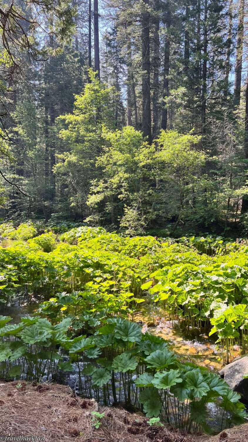 Sierra Nevada秘境】Pipi Campground | Sacramento Departure 2hrs 5mins Pipi campground 4
